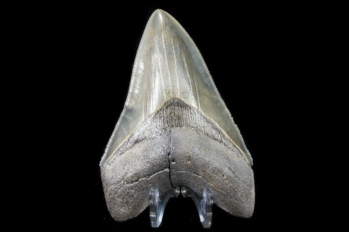 Serrated, Fossil Megalodon Tooth - Georgia #78644